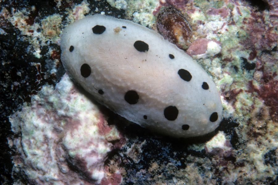 Phyllidia scottjohnsoni